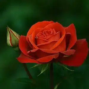 Buskrose 'Hot Chocolate' | 1 rose på barrot