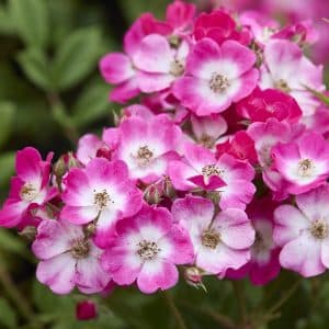 Buskrose 'Mozart' | 1 barrotsrose