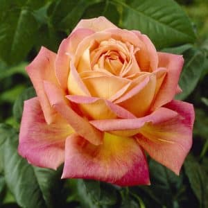 Stilkrose 'Peace' | 1 barrotsrose