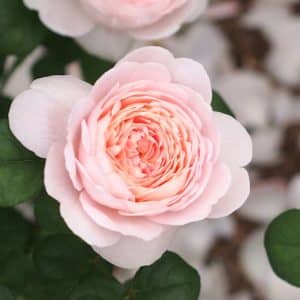 Buskrose 'Queen of Sweden' | 1 barrotsrose