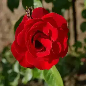 Klatrerose 'Santana' | 1 rose på barrot