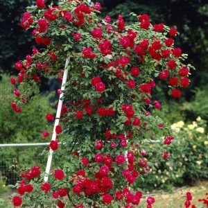 Klatrerose 'Paul's Scarlet Climber' | 1 barrotsrose