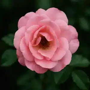 Bunndekkerose 'Summerwind' | 1 rose på barrot