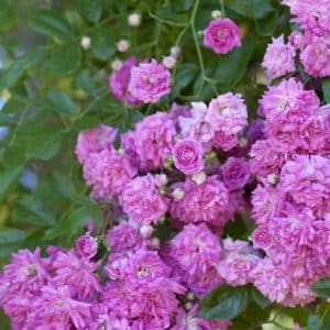 Klatrerose 'Super Dorothy' | 1 barrotsrose