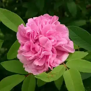 Buskrose 'Therese Bugnet' | 1 rose på barrot