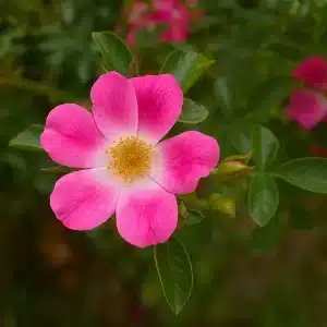 Bunndekkerose 'Tommelise' | 1 rose på barrot