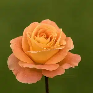 Stilkrose 'Whisky' | 1 rose på barrot