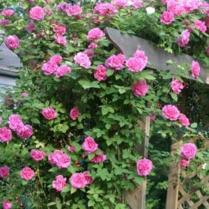 Klatrerose 'Zepherine Drouhin' | 1 barrotsrose