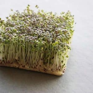 Rød Mizuna - Mikrogrønt-frø