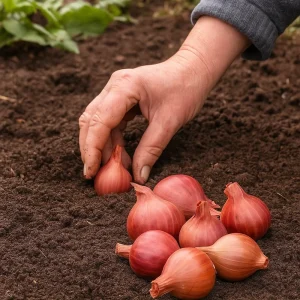 Sjalottløk 'Biztro' | 250 gram setteløk