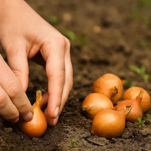 Sjalottløk 'Yellow Moon' | 250 gram setteløk