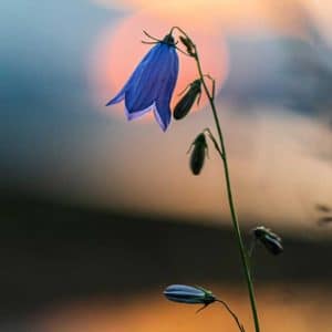 Nordiske villblomster