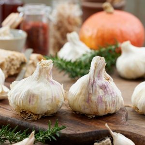 Hvitløk 'THERADOR' | 1 stk. settehvitløk