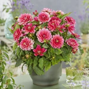 Dahlia 'Berliner Kleene' | 1 georgineknoll