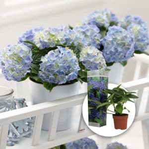 Hortensia 'Early Blue' | Plante i 9cm-potte
