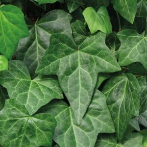 Eføy 'Białystok' | Plante i 2L-potte