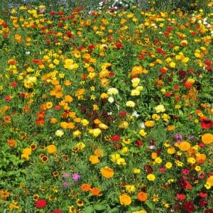 Tusen strålende lys | 20 gram | Frøblanding for blomstereng