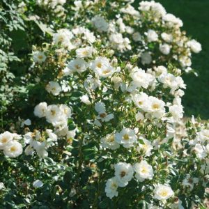 Buskrose Oso Easy Ice Bay®