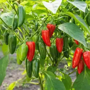 Chili 'Jalapeno' | Storforpakning | 50 frø