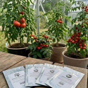 Tomat frøpakke | 4 smakfulle sorter | Cherry, biff, busk og vanlig