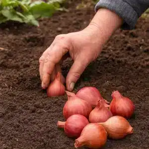 Sjalottløk 'Biztro' | 250 gram setteløk