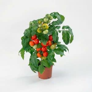 Busktomat 'Tarzan' | 10 frø