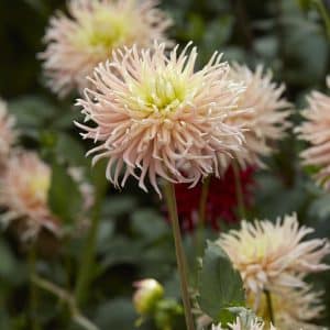 Dahlia 'Alfred Grille' | 1 georgineknoll
