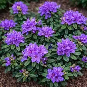 Dvergrhododendron 'Azurika | Plante i 5L-potte