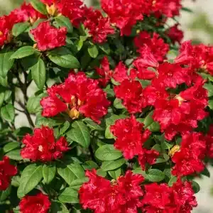 Dvergrhododendron 'Baden-Baden' | Plante i 5L-potte