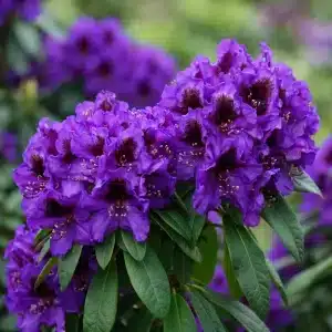 Rhododendron 'Orakel' | Plante i 5L-potte