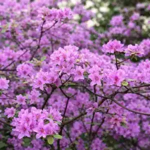 Rhododendron 'Praecox' | Plante i 3L-potte
