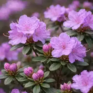 Dvergrhododendron 'Ramapo' | Plante i 3L-potte