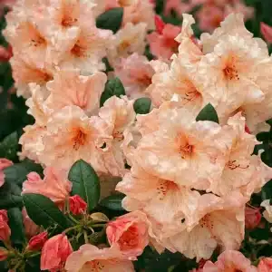 Rhododendron 'Virginia Richards' | Plante i 5L-potte