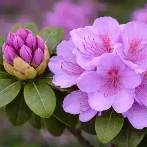 Rhododendron 'Boursault' | Plante i 5L-potte