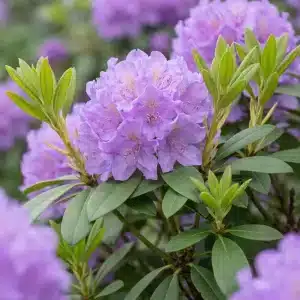 Rhododendron 'Grandiflorum' | Plante i 5L-potte