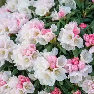 Rhododendron 'Edelweiss' | Plante i 5L-potte