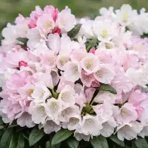 Rhododendron 'Koichiro Wada' | Plante i 5L-potte