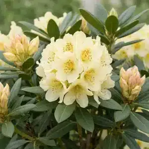 Rhododendron 'Millennium Gold' | Plante i 5L-potte