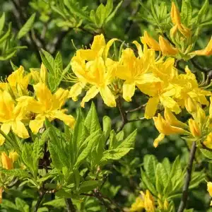 Asalea luteum | Plante i 5L-potte