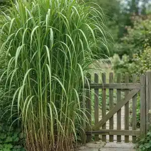 Elefantgress | Plante i 2L-potte