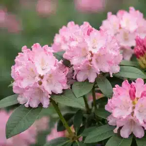 Rhododendron 'Arabella' | Plante i 5L-potte