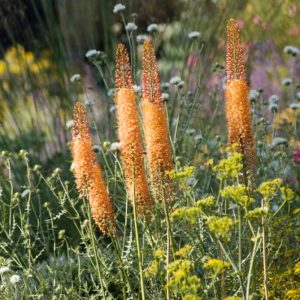 Lettstelte og tørketollerante løkblomster: Blomstrer uansett forhold