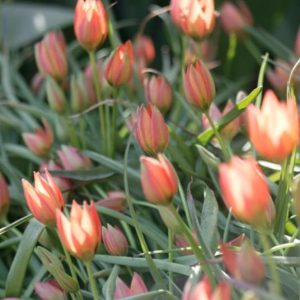 Naturaliserende blomsterløk: Vårblomster som sprer og formerer seg