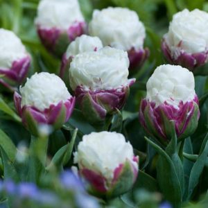 Eksklusive tulipaner: Unike og spesielle blomster