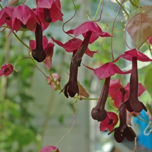 Hengende blomster