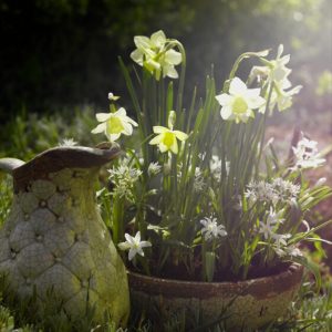 Tidligblomstrende favoritter: Årets første vårtegn