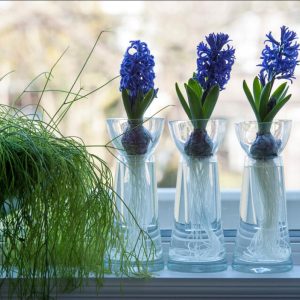 Blomsterløk for innedyrking
