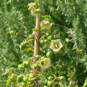 Flerårige klatreplanter