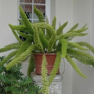 Inneplanter