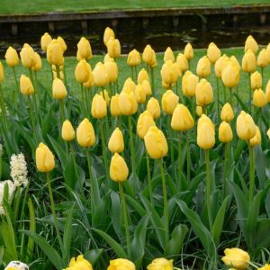 Flerårig blomsterløk: Vårstemning år etter år
